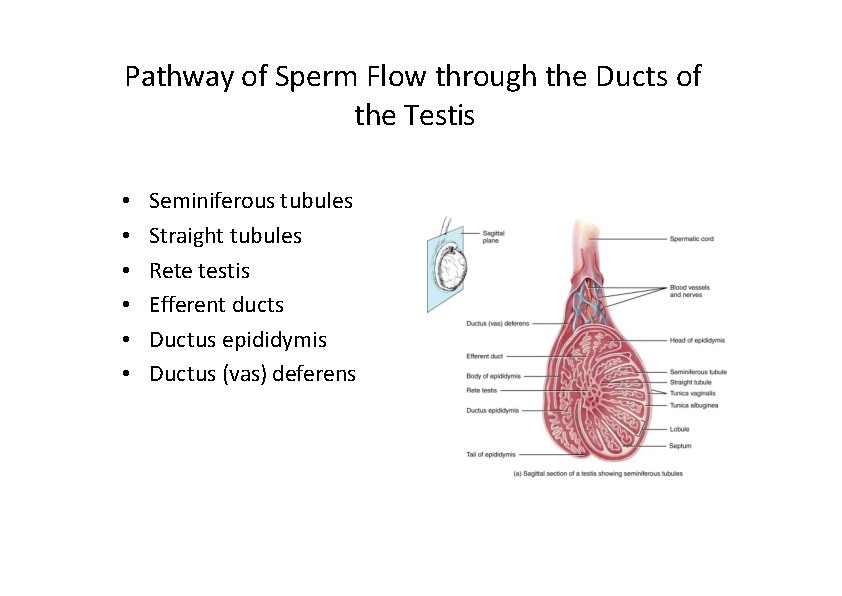 Pathway of Sperm Flow through the Ducts of the Testis • • • Seminiferous
