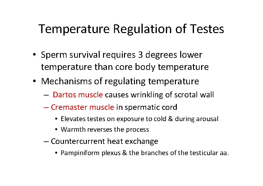 Temperature Regulation of Testes • Sperm survival requires 3 degrees lower temperature than core