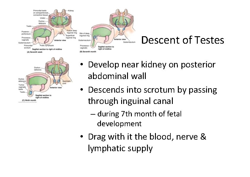 Descent of Testes • Develop near kidney on posterior abdominal wall • Descends into