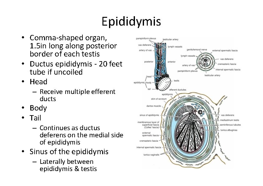 Epididymis • Comma‐shaped organ, 1. 5 in long along posterior border of each testis