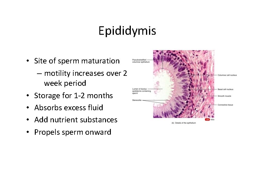 Epididymis • Site of sperm maturation – motility increases over 2 week period •