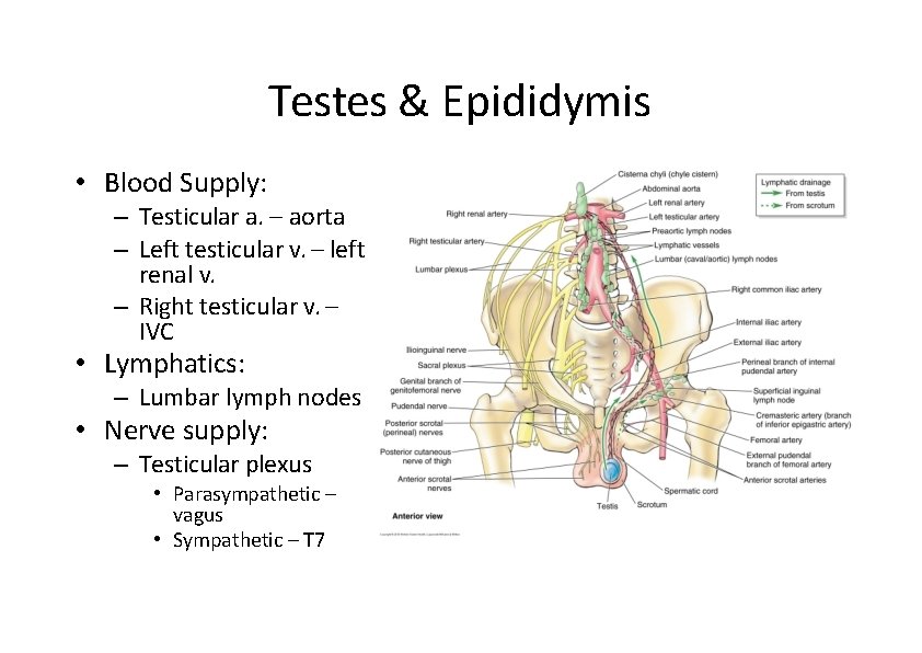Testes & Epididymis • Blood Supply: – Testicular a. – aorta – Left testicular