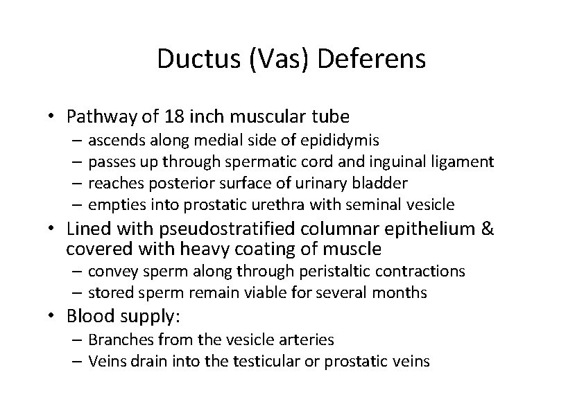 Ductus (Vas) Deferens • Pathway of 18 inch muscular tube – ascends along medial