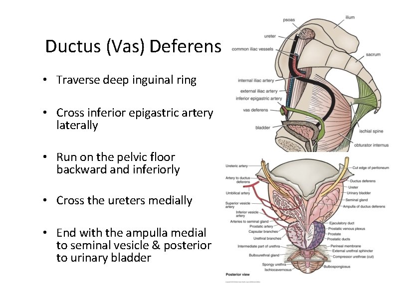 Ductus (Vas) Deferens • Traverse deep inguinal ring • Cross inferior epigastric artery laterally