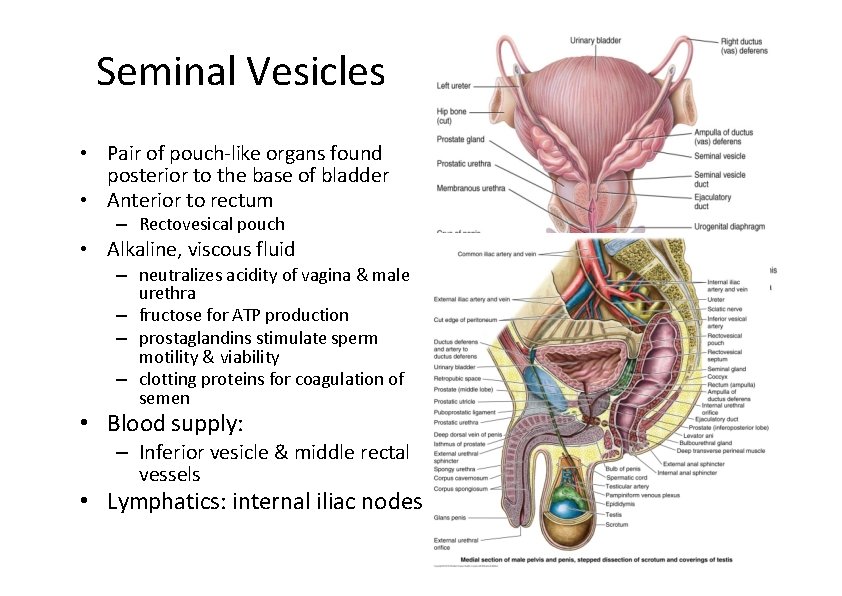 Seminal Vesicles • Pair of pouch‐like organs found posterior to the base of bladder