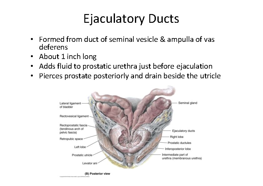 Ejaculatory Ducts • Formed from duct of seminal vesicle & ampulla of vas deferens