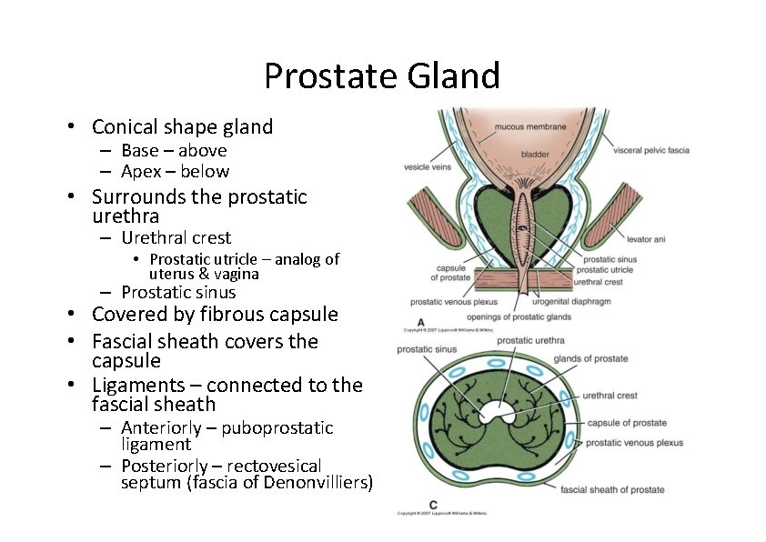 Prostate Gland • Conical shape gland – Base – above – Apex – below