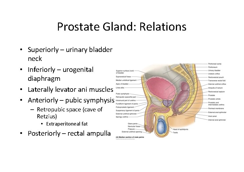 Prostate Gland: Relations • Superiorly – urinary bladder neck • Inferiorly – urogenital diaphragm