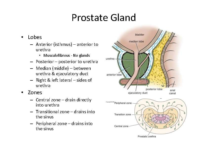 Prostate Gland • Lobes – Anterior (isthmus) – anterior to urethra • Musculofibrous ‐