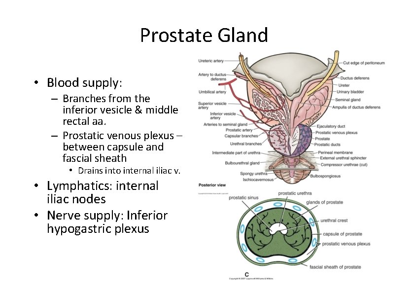 Prostate Gland • Blood supply: – Branches from the inferior vesicle & middle rectal