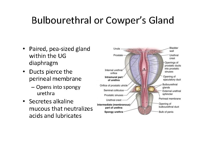 Bulbourethral or Cowper’s Gland • Paired, pea‐sized gland within the UG diaphragm • Ducts