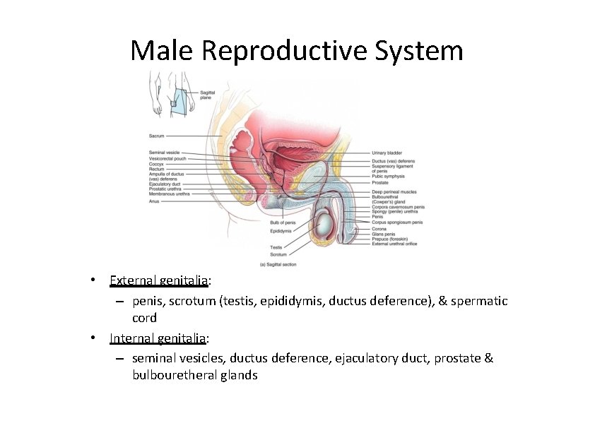 Male Reproductive System • External genitalia: – penis, scrotum (testis, epididymis, ductus deference), &