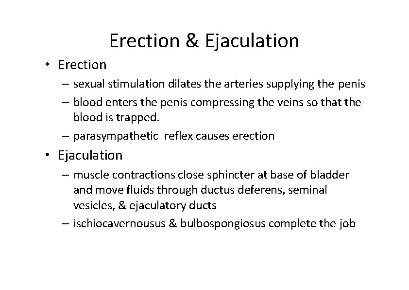 Erection & Ejaculation • Erection – sexual stimulation dilates the arteries supplying the penis
