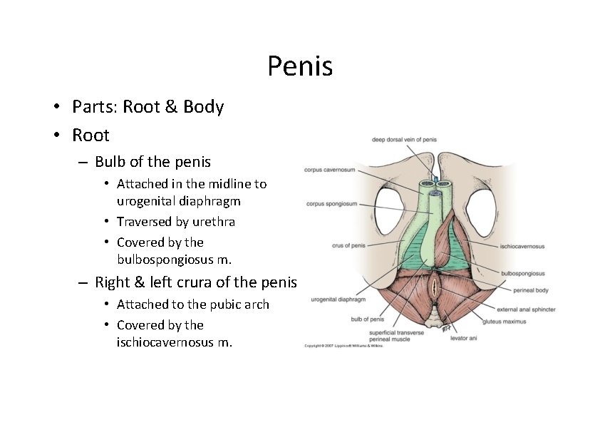 Penis • Parts: Root & Body • Root – Bulb of the penis •
