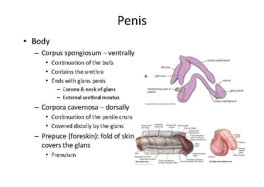 Penis • Body – Corpus spongiosum – ventrally • Continuation of the bulb •