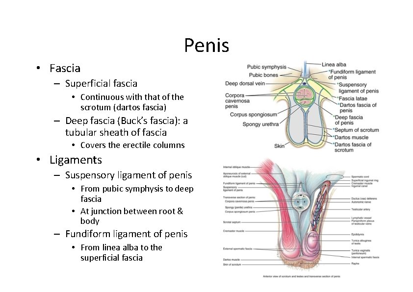 Penis • Fascia – Superficial fascia • Continuous with that of the scrotum (dartos