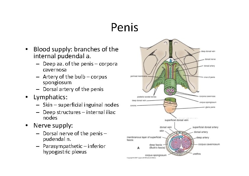 Penis • Blood supply: branches of the internal pudendal a. – Deep aa. of