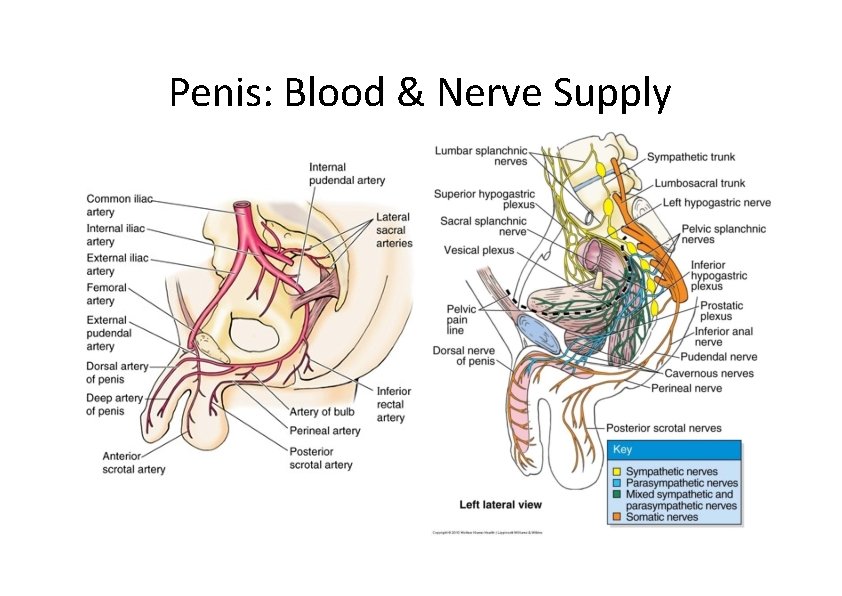 Penis: Blood & Nerve Supply 