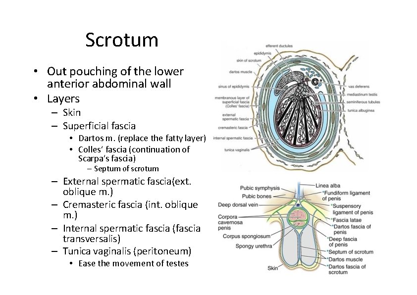 Scrotum • Out pouching of the lower anterior abdominal wall • Layers – Skin