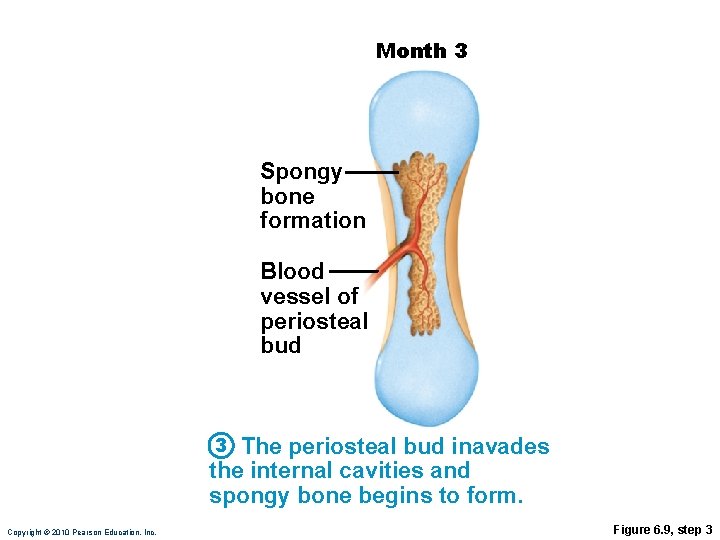 Month 3 Spongy bone formation Blood vessel of periosteal bud 3 The periosteal bud