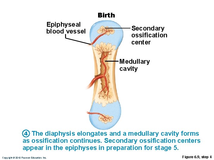 Birth Epiphyseal blood vessel Secondary ossification center Medullary cavity 4 The diaphysis elongates and Birth Epiphyseal blood vessel Secondary ossification center Medullary cavity 4 The diaphysis elongates and
