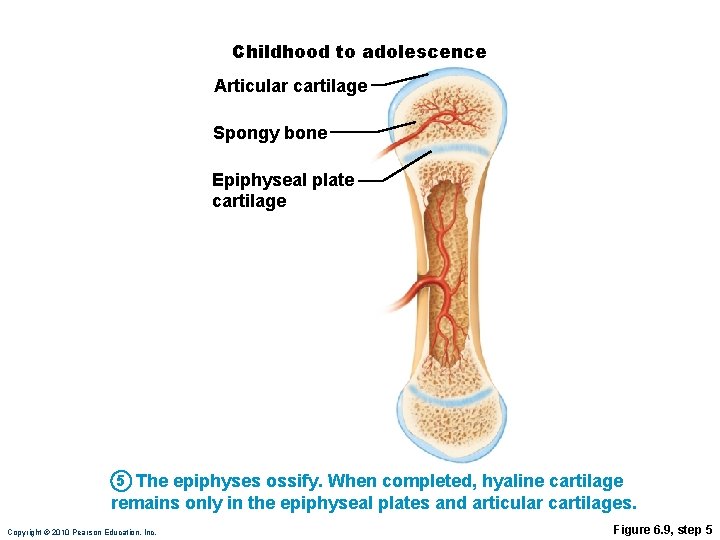 Childhood to adolescence Articular cartilage Spongy bone Epiphyseal plate cartilage 5 The epiphyses ossify.