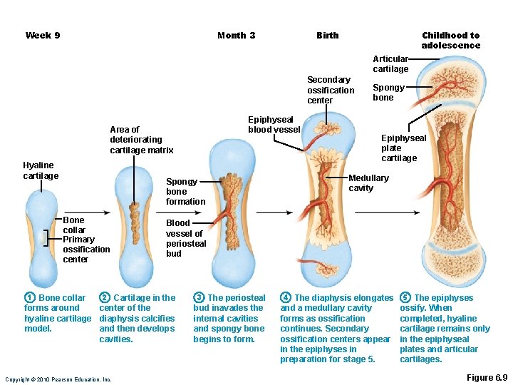 Month 3 Week 9 Birth Childhood to adolescence Articular cartilage Secondary ossification center Epiphyseal