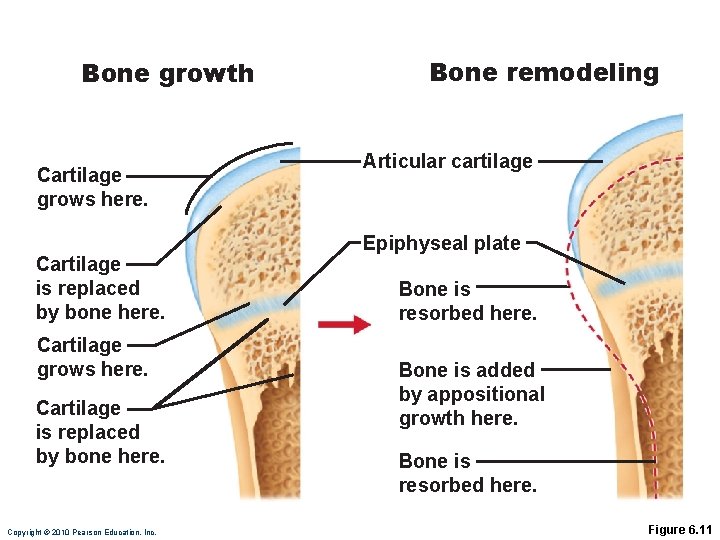 Bone growth Cartilage grows here. Cartilage is replaced by bone here. Copyright © 2010 Bone growth Cartilage grows here. Cartilage is replaced by bone here. Copyright © 2010