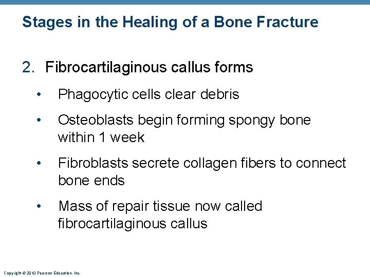 Stages in the Healing of a Bone Fracture 2. Fibrocartilaginous callus forms • Phagocytic