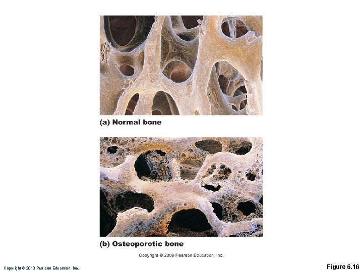 Copyright © 2010 Pearson Education, Inc. Figure 6. 16 Copyright © 2010 Pearson Education, Inc. Figure 6. 16
