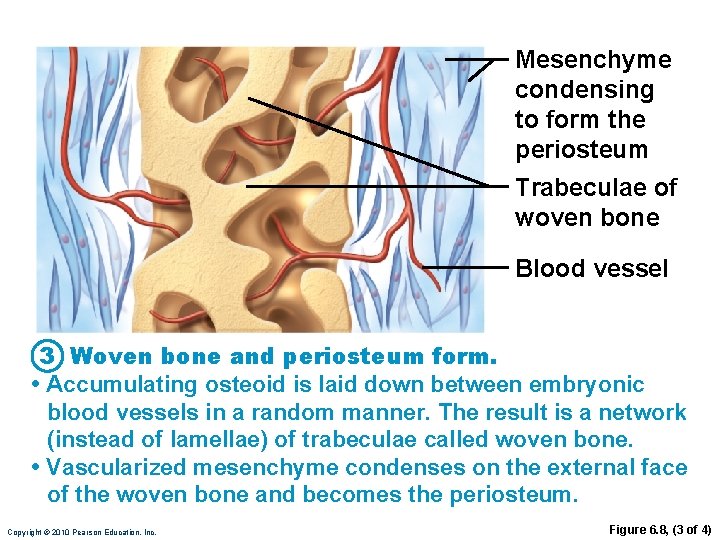Mesenchyme condensing to form the periosteum Trabeculae of woven bone Blood vessel 3 Woven