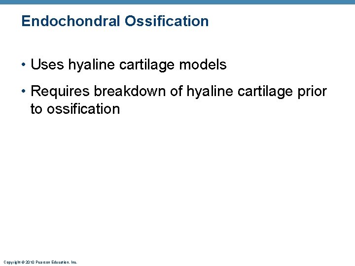 Endochondral Ossification • Uses hyaline cartilage models • Requires breakdown of hyaline cartilage prior