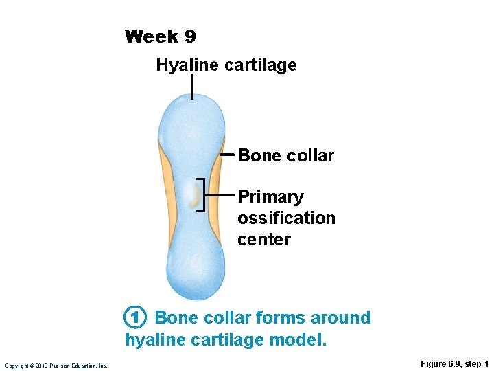 Week 9 Hyaline cartilage Bone collar Primary ossification center 1 Bone collar forms around
