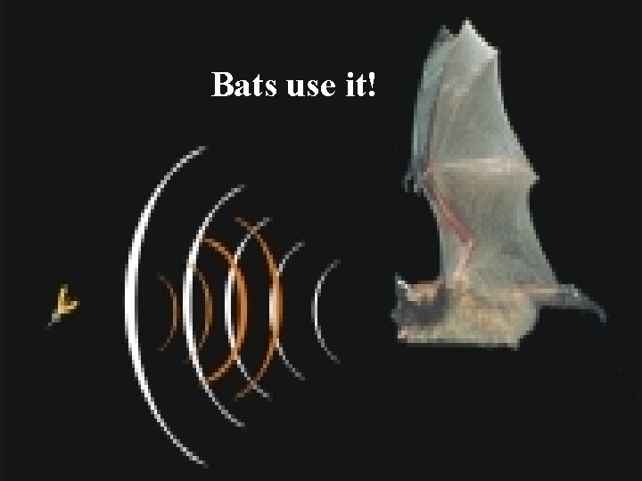 Bats use it! 
