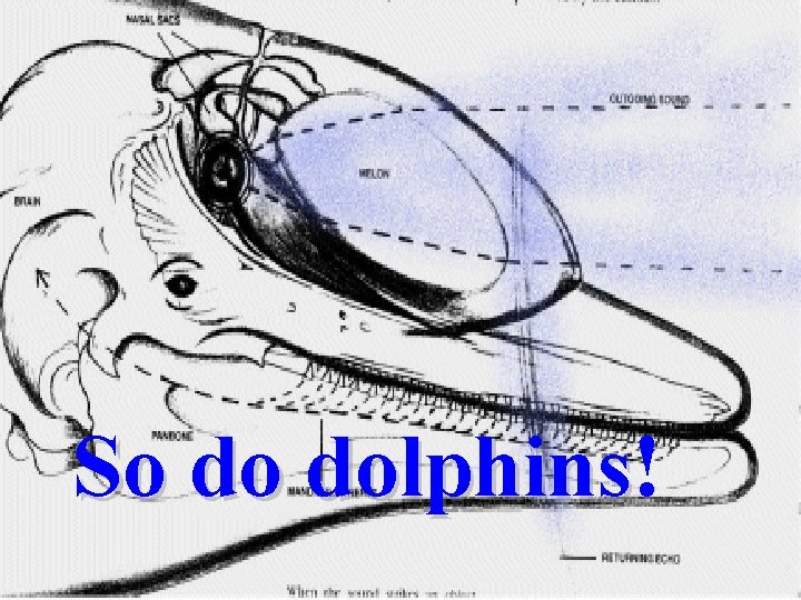 So do dolphins! dolphins 