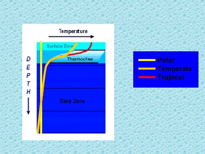 Polar Temperate Tropical  Polar Temperate Tropical
