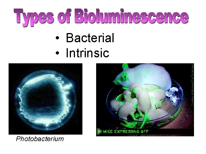  • Bacterial • Intrinsic Photobacterium 
