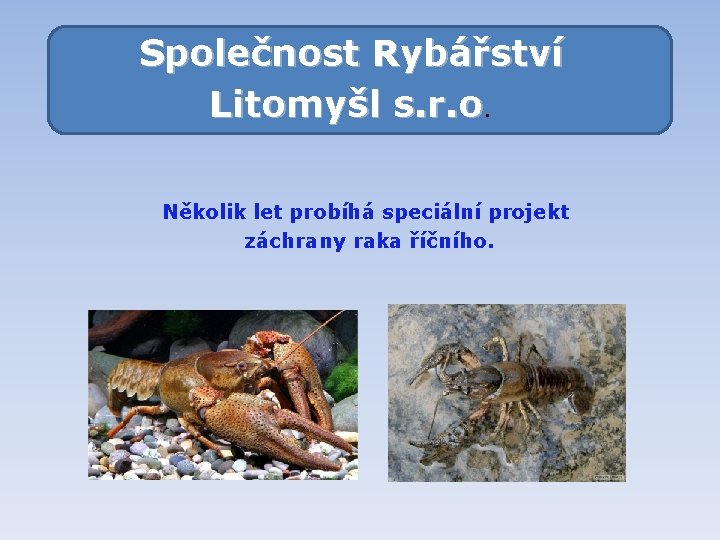Společnost Rybářství Litomyšl s. r. o Několik let probíhá speciální projekt záchrany raka říčního.