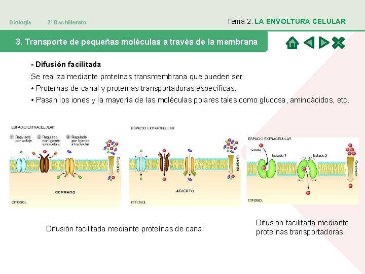 Biología 2º Bachillerato Tema 2. LA ENVOLTURA CELULAR 3. Transporte de pequeñas moléculas a