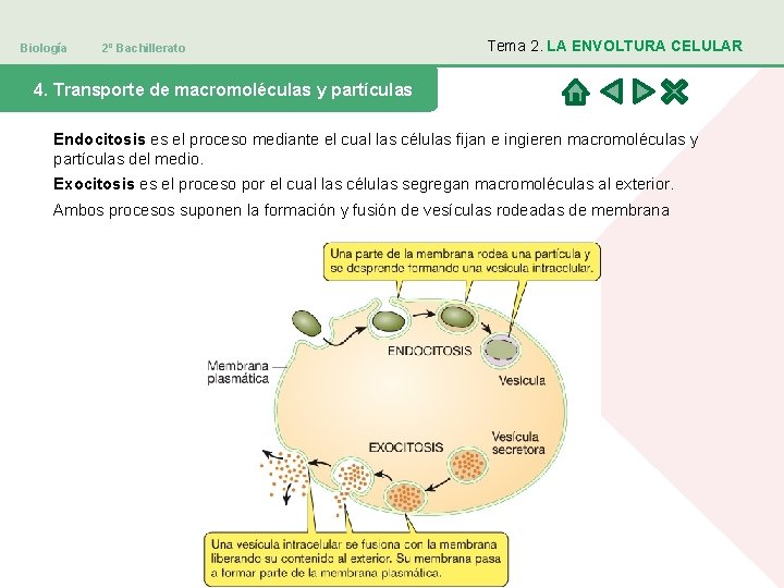 Biología 2º Bachillerato Tema 2. LA ENVOLTURA CELULAR 4. Transporte de macromoléculas y partículas