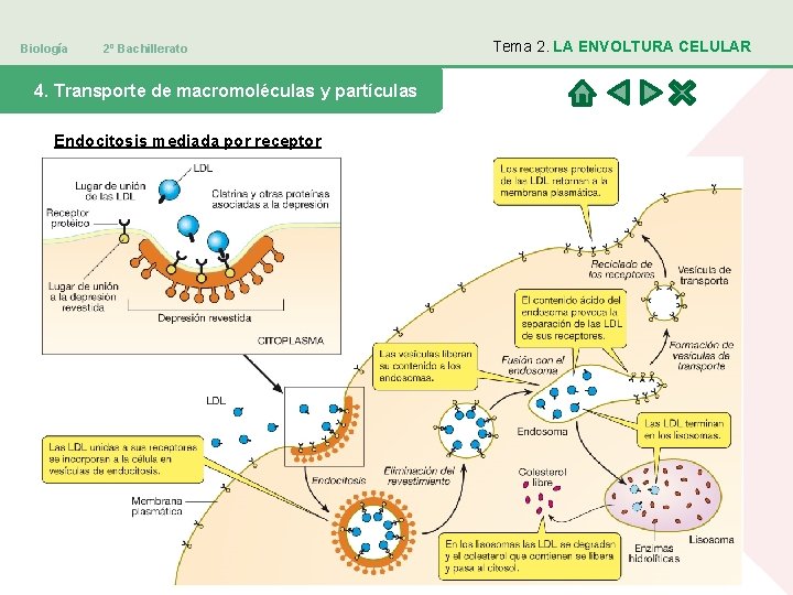 Biología 2º Bachillerato 4. Transporte de macromoléculas y partículas Endocitosis mediada por receptor Tema