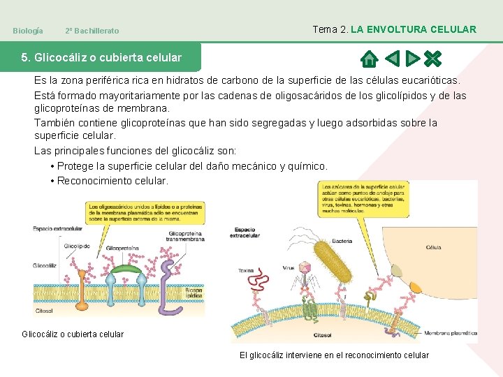 Biología 2º Bachillerato Tema 2. LA ENVOLTURA CELULAR 5. Glicocáliz o cubierta celular Es