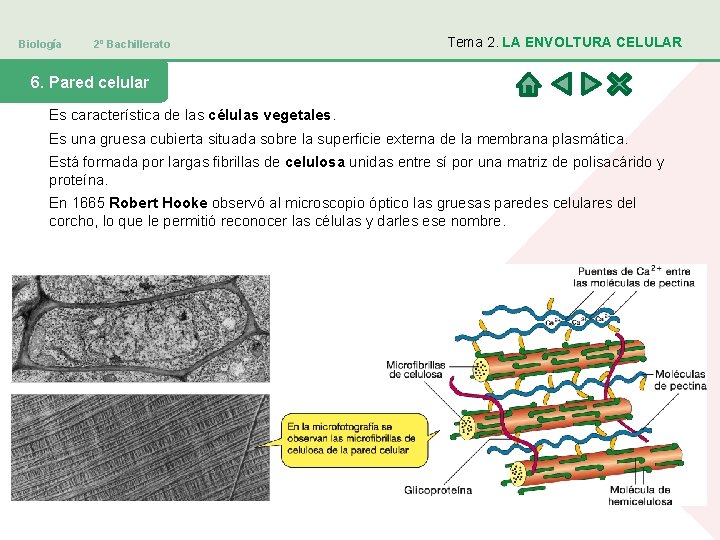 Biología 2º Bachillerato Tema 2. LA ENVOLTURA CELULAR 6. Pared celular Es característica de