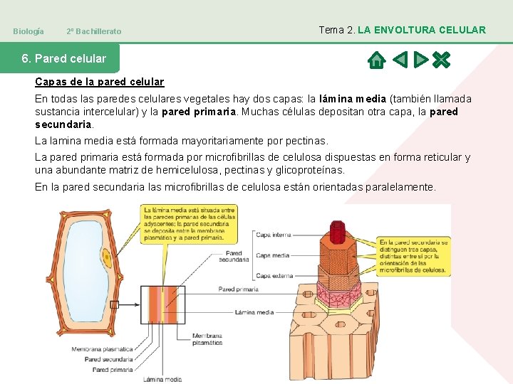 Biología 2º Bachillerato Tema 2. LA ENVOLTURA CELULAR 6. Pared celular Capas de la