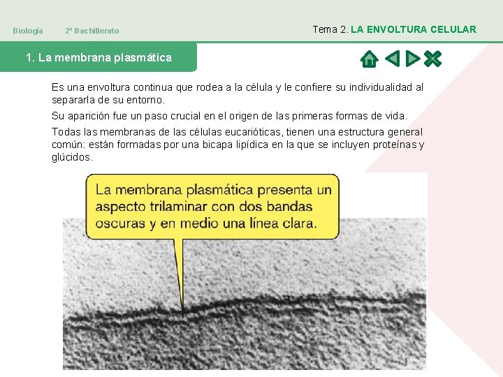 Biología 2º Bachillerato Tema 2. LA ENVOLTURA CELULAR 1. La membrana plasmática Es una