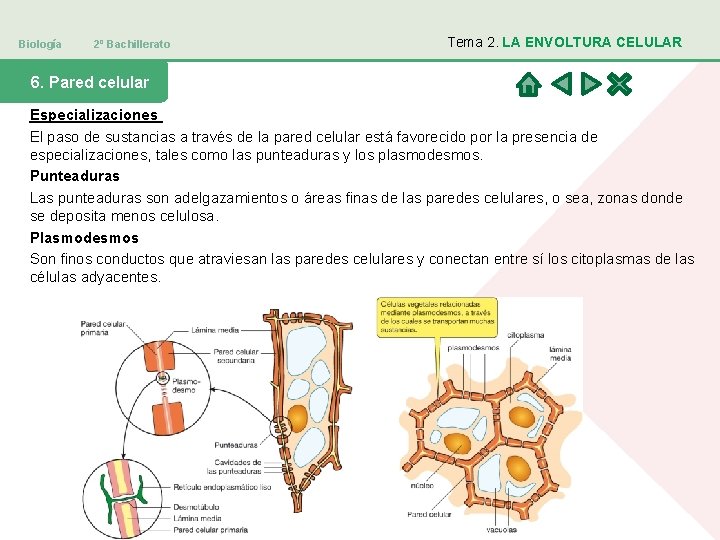 Biología 2º Bachillerato Tema 2. LA ENVOLTURA CELULAR 6. Pared celular Especializaciones El paso