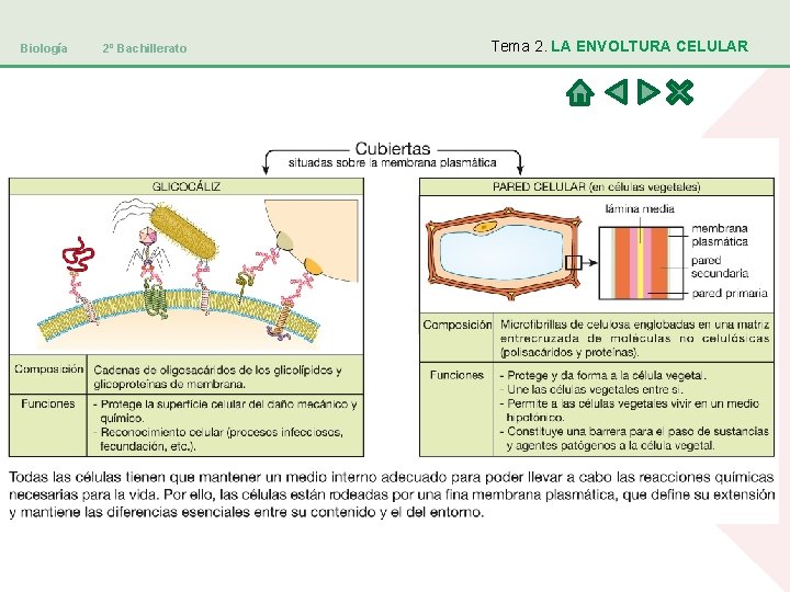 Biología 2º Bachillerato Tema 2. LA ENVOLTURA CELULAR 