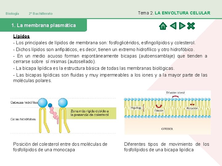 Biología 2º Bachillerato Tema 2. LA ENVOLTURA CELULAR 1. La membrana plasmática Lípidos -