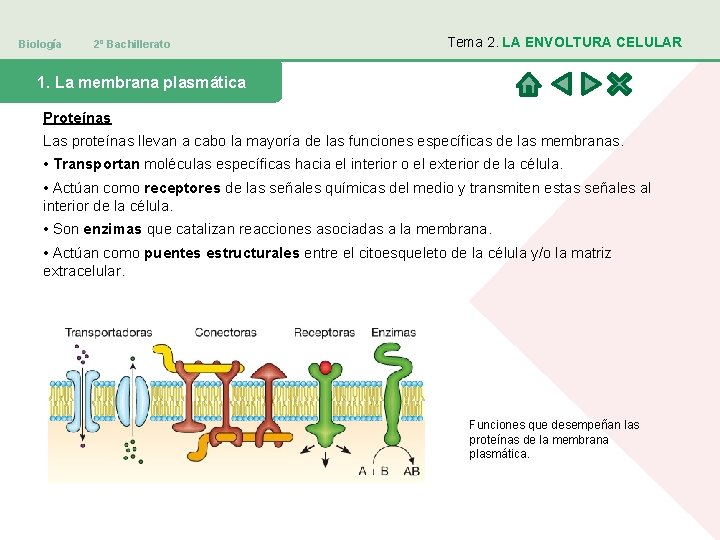 Biología 2º Bachillerato Tema 2. LA ENVOLTURA CELULAR 1. La membrana plasmática Proteínas Las