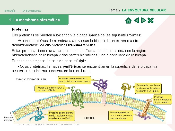 Biología 2º Bachillerato Tema 2. LA ENVOLTURA CELULAR 1. La membrana plasmática Proteínas Las